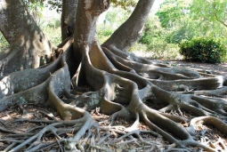 banyan-tree-17