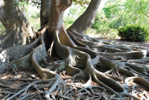 Banyan Trees